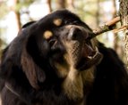 Arog_Tibetan_Mastiff_Chewing_Stick